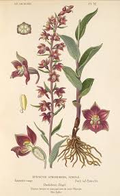 Image result for Epipactis africana
