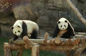 Image result for Pandiaka confusa