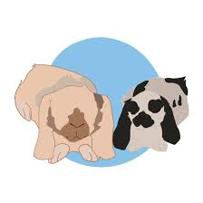 Baby pet tigers for sale we have been shipping tigers worldwide since 2012. Cc S Exotic Pets Home Facebook
