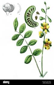 Image result for Senna obtusifolia
