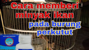 Untuk mengurangi efek samping ini anda bisa menerapkan minyak zaitun ke bagian tubuh lain seperti lengan atau bagian punggung tangan anda. Cara Memberi Minyak Ikan Pada Burung Perkutut Youtube