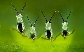 Grasshoppers Insect Grasshopper Funny Green Leaf Greiere Grasshopper Pictures Green Animals Beautiful Bugs