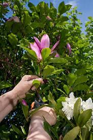 Article and photos by david gress. Magnolia Propagation Methods Tips On Starting Magnolia Tree Cuttings