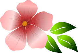 Bildresultat för blomma