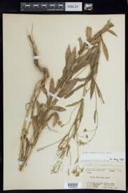 Image result for Rorippa madagascariensis