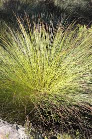 Image result for Hyparrhenia gazensis