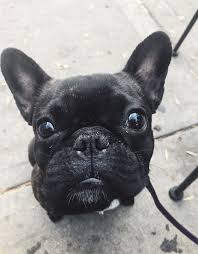 Check spelling or type a new query. Baby French Bulldog Puppies Black Novocom Top