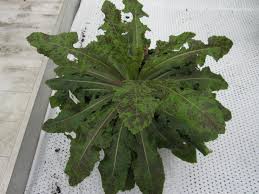 Image result for Lactuca ugandensis