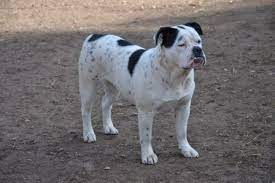 An die englischen bulldoggen besitzer: Hundinnen Scherzer Alternative Bulldoggs English Bulldog Alternativ