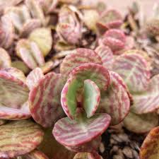 Image result for Kalanchoe humilis