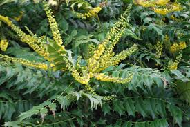This is the most common type of quail found in domestication. Mahonia Japonica Emerald Plants