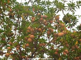The black sapote is an evergreen subtropical fruit tree, which is native to central america and mexico and cultivated for its tasty fruit. Sapodilla Sapota Chiku Chikoo Tree Fruit Trees