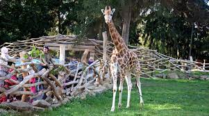 Letech se rozrostla téměř do dnešní podoby. Adopce Zvirat Zoo Olomouc Svaty Kopecek