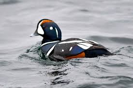 A flock of black and white ducks swiming in the lake. A Picture Gallery Of Ducks