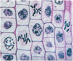 We did not find results for: Mitosis Definition Prophase Metaphase Anaphase Significance Of Mitosis