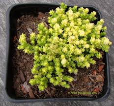  sedum acre 'yellow queen'. Plantfiles Pictures Sedum Yellow Moss Sedum Yellow Queen Sedum Acre By Kell