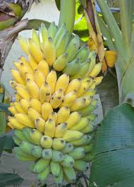 Ripening bananas exhibit intense blue luminescence under uv light. Hs10 Mg040 Banana Growing In The Florida Home Landscape