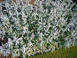 We did not find results for: Dig Into Plants Lamb S Ear Awf