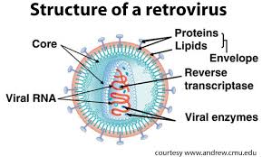 Pin On Viruses