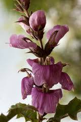 Image result for Acanthus polystachyus