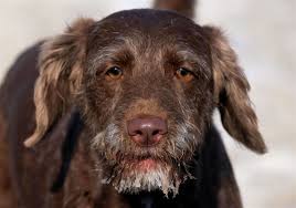 I have 4 gorgeous chocolate lab puppies left looking for a great new home ! Toledo Magazine Canine Day Care Offers A Service Worth Barking About The Blade