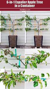 Espalier is a method of growing fruit trees against a wall or fence so that the tree produces the same amount of fruit as it normally would without taking up as much space. Trying My Hand At Growing A 6 In 1 Espalier Apple Tree In A Container This Amazing Tree Has 3 Tiers With 6 Varieti Apple Tree Gardening Apple Plant Apple Tree