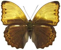 Image result for Rawsonia burtt-davyi