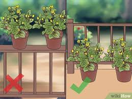 Maybe you would like to learn more about one of these? How To Manage A Balcony Garden 12 Steps With Pictures Wikihow