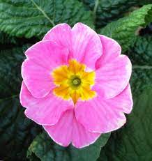 A Pretty Pink Primrose Primula Primrose Annual Plants Primula Primrose
