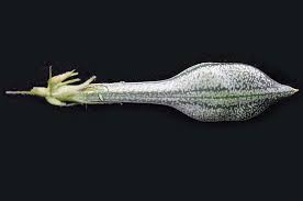 Image result for Ruspolia seticalyx