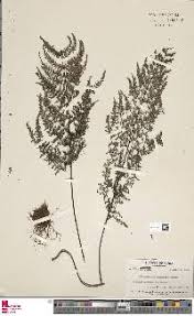 Image result for Actiniopteris pauciloba