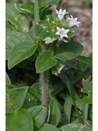 Image result for Richardia scabra