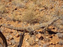 50 Perfect Animal Camouflage Photography Camouflage Animals Wildlife Photography