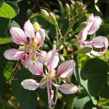 Image result for Bauhinia bowkeri