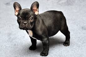 French bulldog puppies will start to teeth at around 3 months of age. French Bulldog Grooming Demands French Bulldog Breed