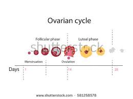 Menstrual Cycle Mood Swings Chart Fresh Luxury Ovulation