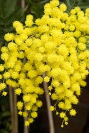 Visualizza altre idee su fiori, paesaggi, natura. Yellow Piantare Alberi Fiori Primaverili Fiori Gialli
