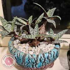 Image result for Ledebouria Unidentified sp. no3.
