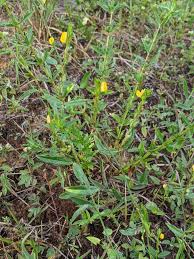 Image result for Zornia