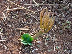 Image result for Ammocharis tinneana