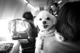 If your pet is too large to fit in the cabin, please contact american airlines cargo. How To Fly With An Emotional Support Animal Legitimately Conde Nast Traveler