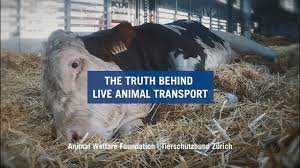 Long or short trips, your dog will enjoy every part of their nationwide transport with us. Live Exports By Sea