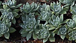 I started to grow cacti and succulents from seed and acquired a few plants back in 1970. Episode 169 Cactus And Succulent Poaching What You Need To Know Jane Perrone