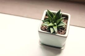 La sábila también conocida como aloe, ha sido utilizada a través de los tiempos por sus múltiples beneficios para la piel, su mayor ventaja es que actúa sobre la dermis, la capa más profunda de la piel, razón por lo cual alcanza mayor. Como Arreglar Una Sabila Para La Buena Suerte