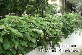 Image result for Argyreia nervosa