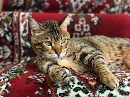 These exotic house pets require a lot of attention, and thrive in homes with owners who can devote plenty of time to play. Pictures And Facts About Bengal Cats And Kittens