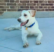 Lrrnt is dedicated to providing a needed public service. Lone Star Labrador Retriever Rescue