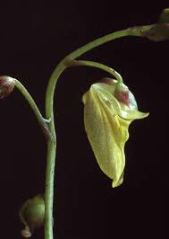 Image result for Utricularia appendiculata