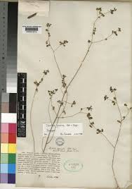 Image result for Dichilus lebeckioides