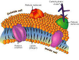 Hydropathicity Plots Plasma Membrane Cell Membrane Cell Membrane Structure